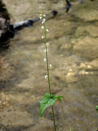 {Mitella diphylla}